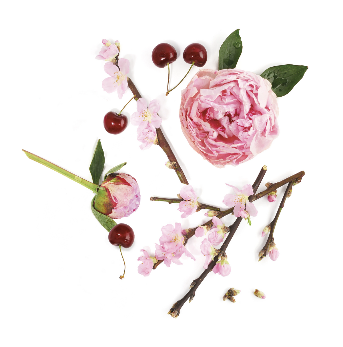 X. PAEONIA CHERRY - Scented Candle 220g