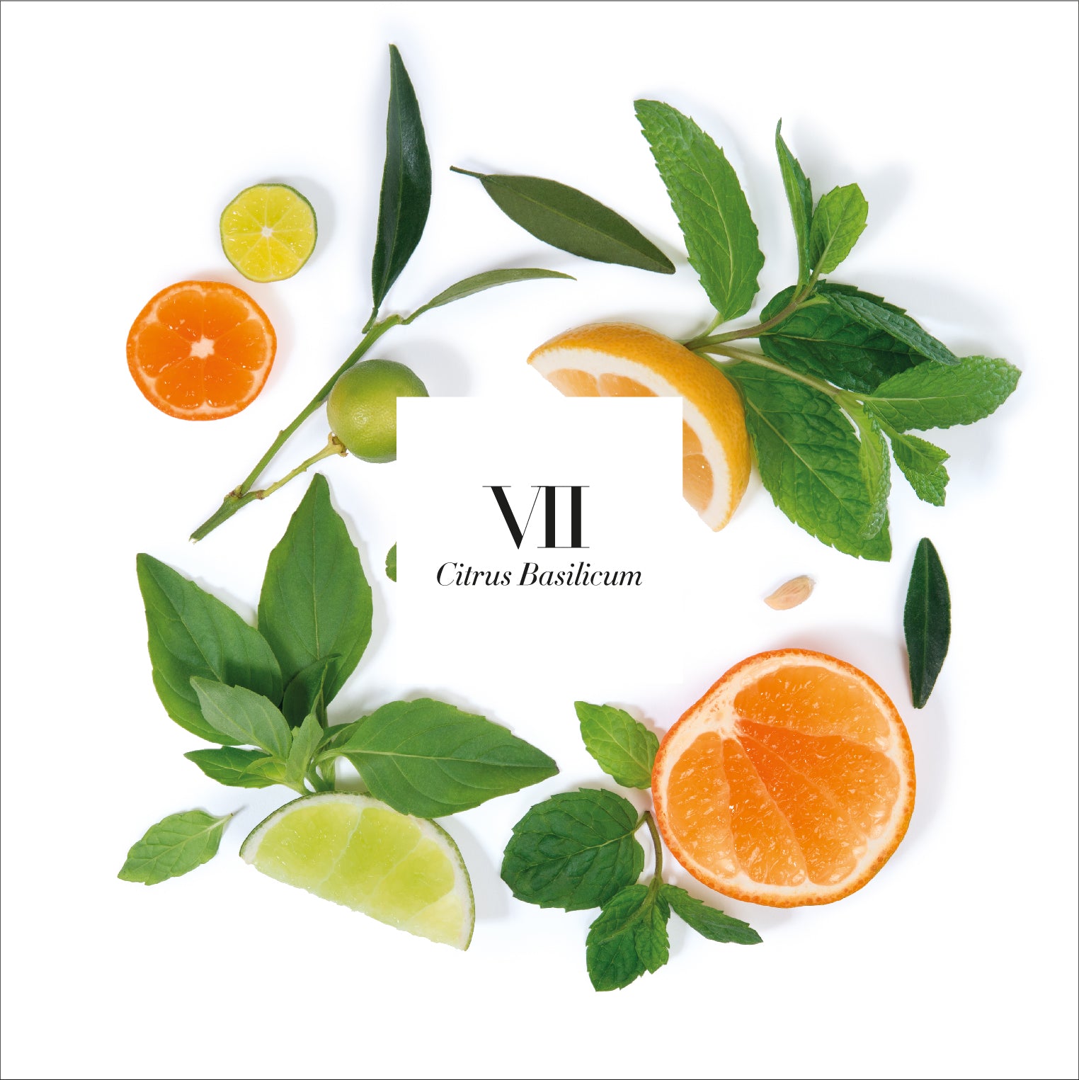 VII. CITRUS BASILICUM- Scented Candle 1.1 Kg