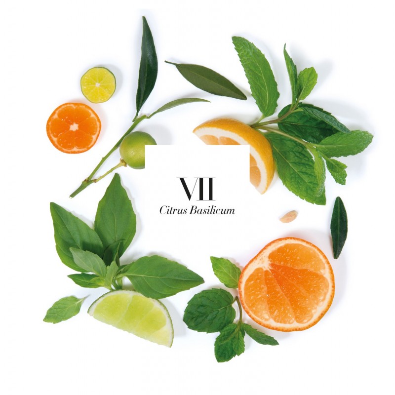VII. CITRUS BASILICUM- Scented Candle Refill 1.4Kg
